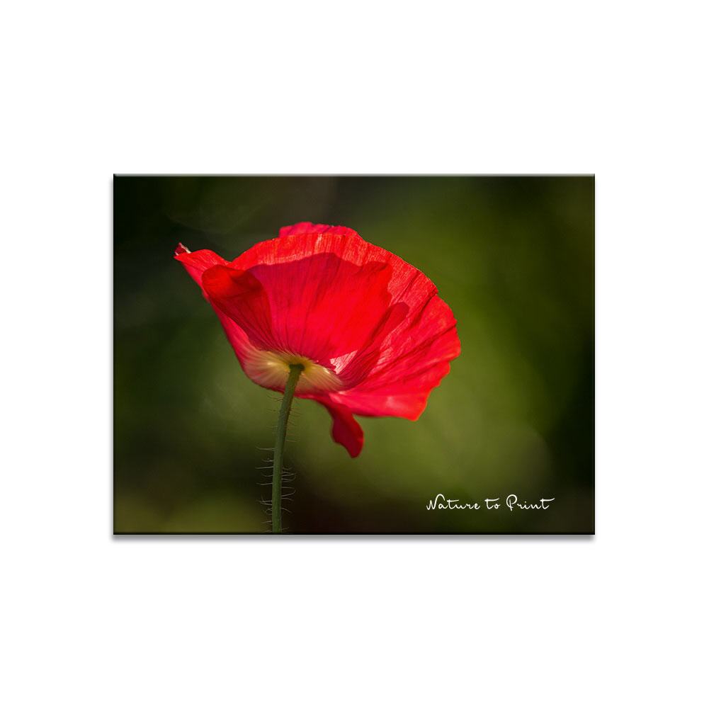 Roter Seidenmohn erwacht | Blumenbild auf Leinwand, Kunstdruck, FineArt, Acrylglas, Alu, Fototapete, Kissen
