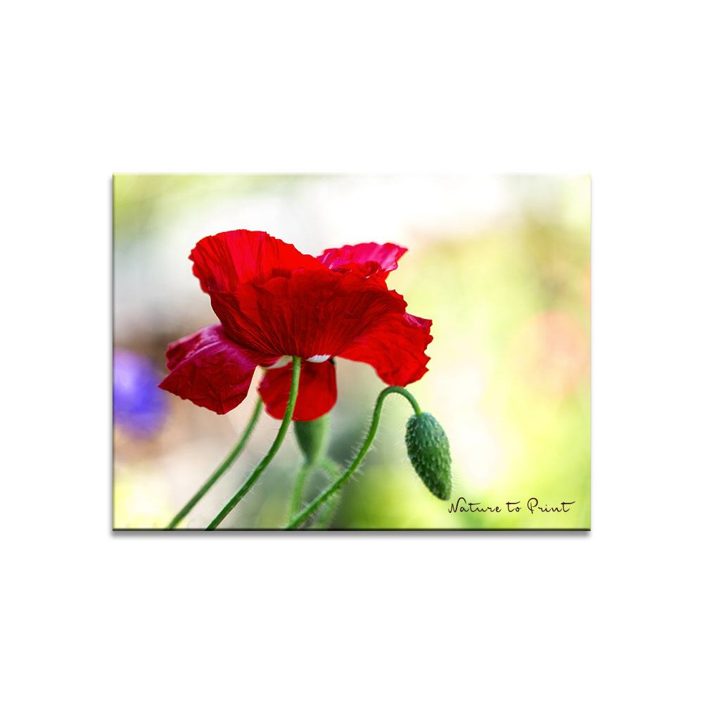 Roter Seidenmohn  Blumenbild auf Leinwand, Kunstdruck oder FineArt