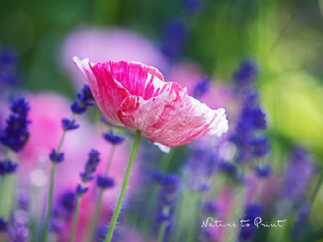 Blumenbild Rosa Seidenmohn an Lavendel