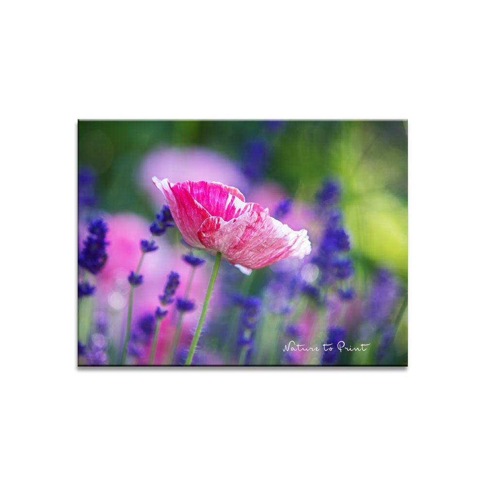 Seidenmohn an Lavende | Blumenbild auf Leinwand, Kunstdruck, FineArt, Acrylglas, Alu, Fototapete, Kissen