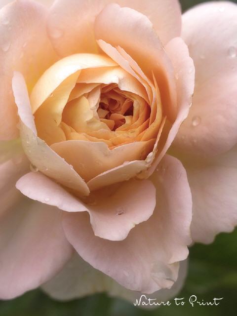 Aprikot Rose