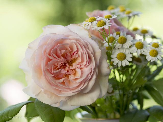 Blumenbild Morgengabe mit Rosen