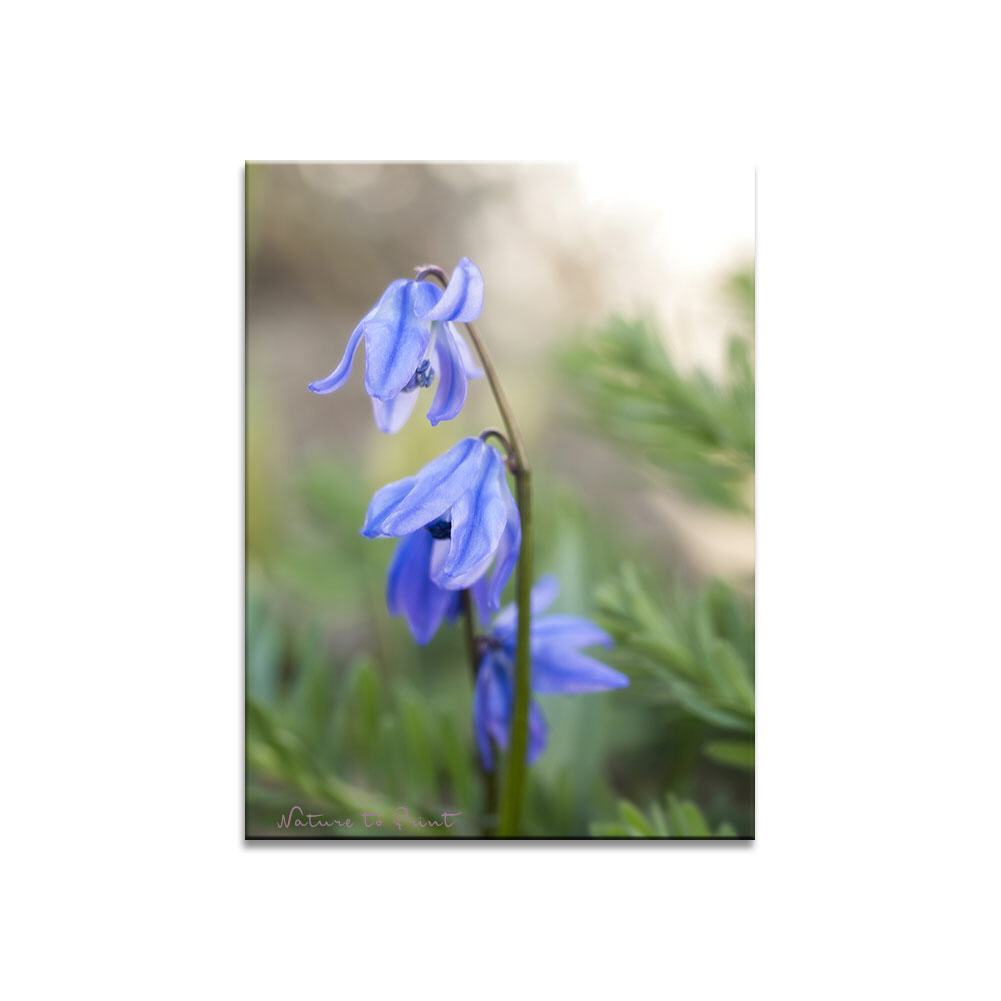 Blaue Sternchn im Feengarten | Blumenbild auf Leinwand, Kunstdruck, FineArt, Acrylglas, Alu, Fototapete, Kissen