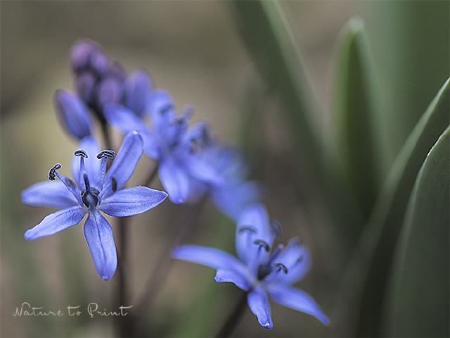 Blumenbild Bezaubernde Blausternchen