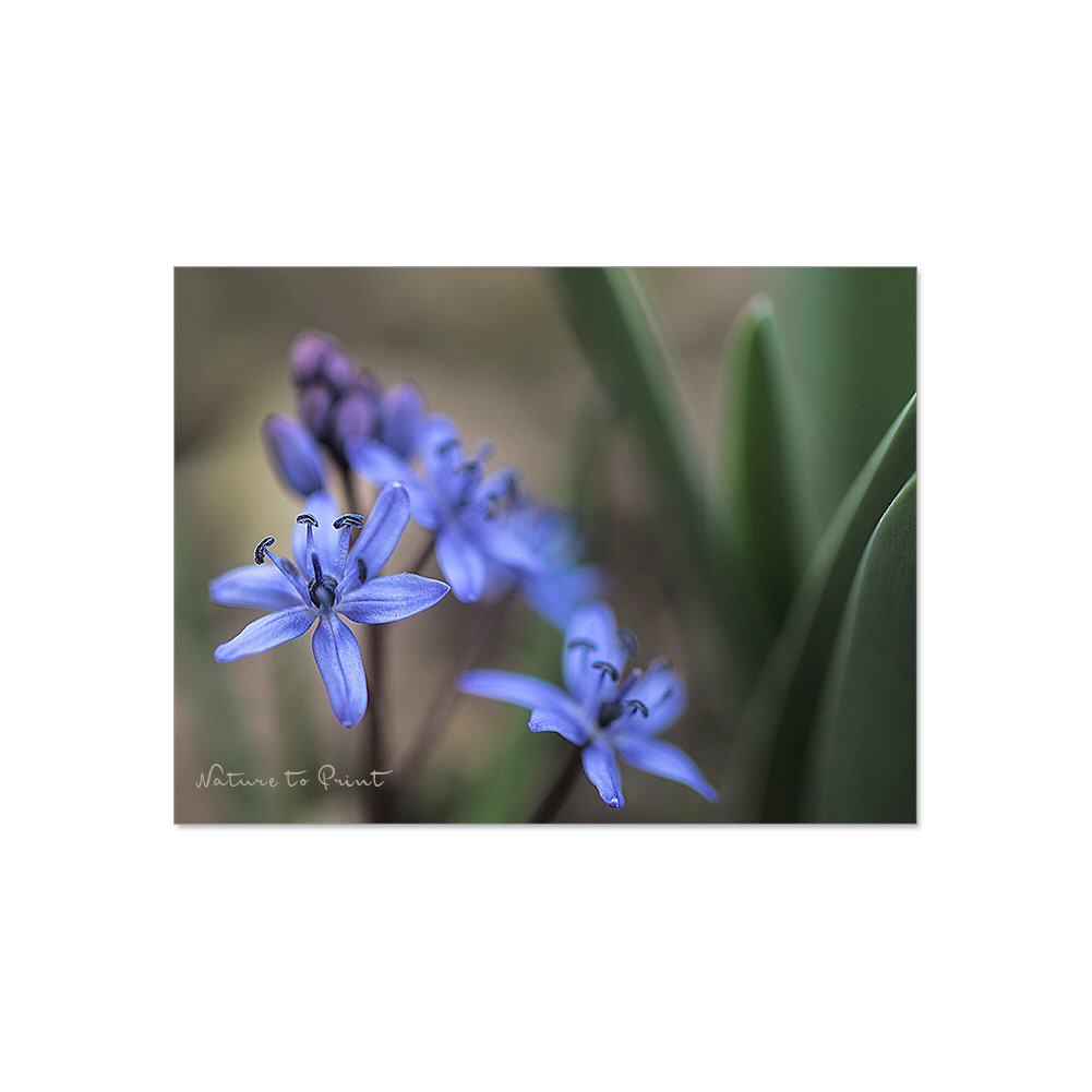 Bezaubernde Blausternchen | Blumenbild auf Leinwand, Kunstdruck, FineArt, Acrylglas, Alu, Fototapete, Kissen