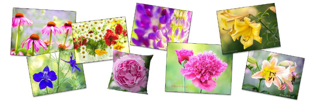 Allerlei bunte Sommerblumen auf auf Leinwand, Fotoprint, FineArt, Acrylglas, Alu, Fototapete oder Blumenkissen