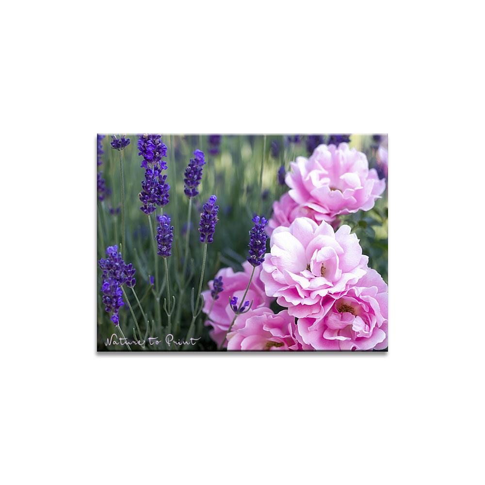 Sommerwind an Lavendel |  Blumenbild auf Leinwand, Kunstdruck, FineArt, Acrylglas, Alu, Fototapete, Kissen