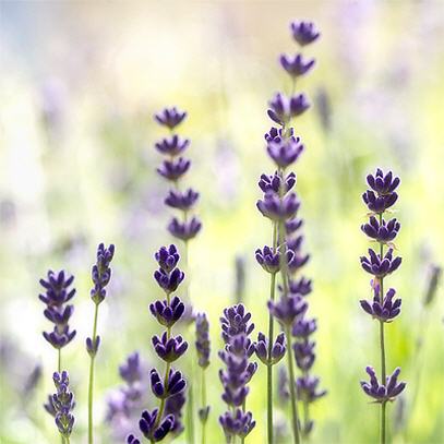 Lavendel | Lavendula