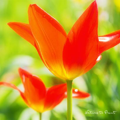 Tulpen | Tulipa