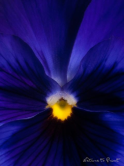 Blumenbild Deep Blue