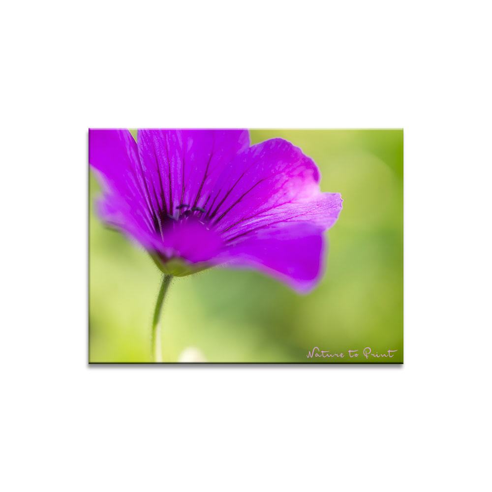 Swinging Pink  | Blumenbild auf Leinwand, Kunstdruck, FineArt, Acrylglas, Alu, Fototapete, Kissen
