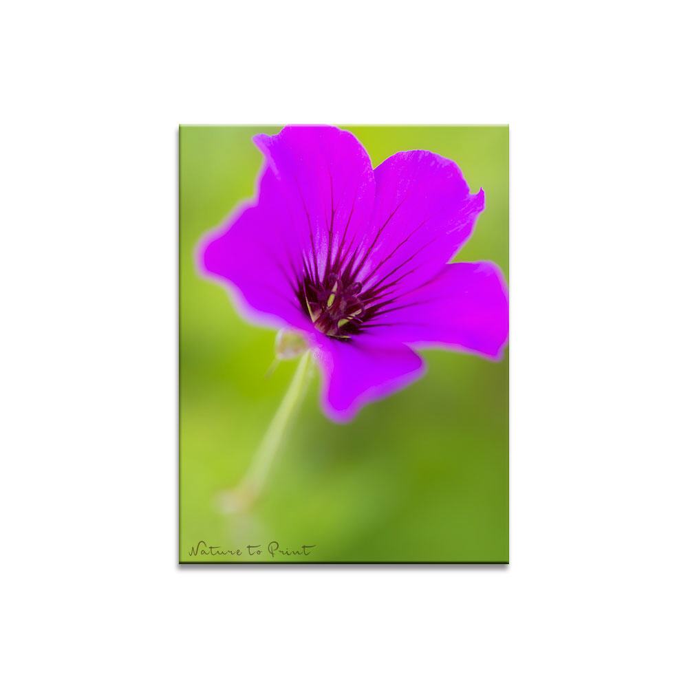 Blumen-Leinwandbild Swinging Pink