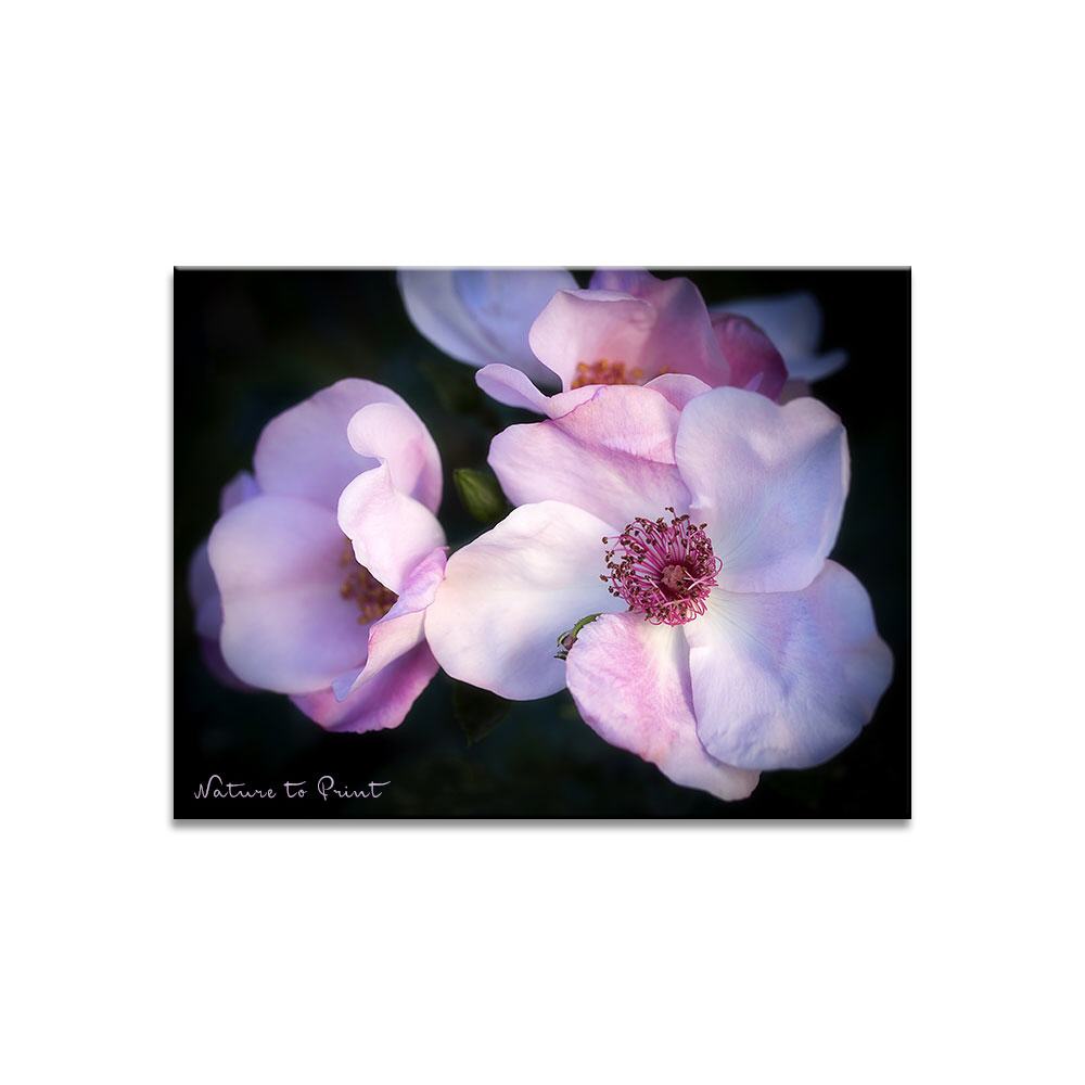 Blumenbild: Rosenblüten, fast wie aus Porzellan
