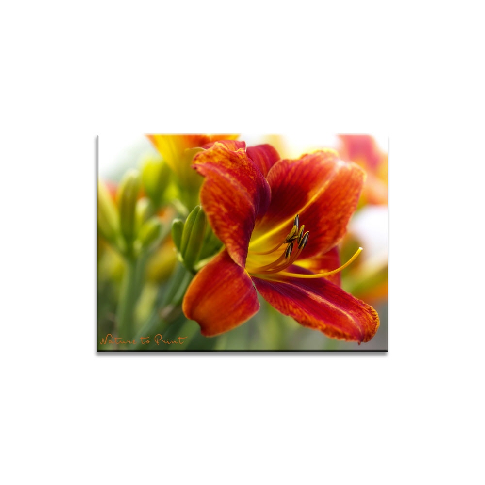 Sommerblumenbild Feuerrote Taglilie