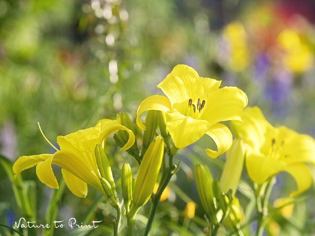 Blumenbild Pures Glück in Gelb