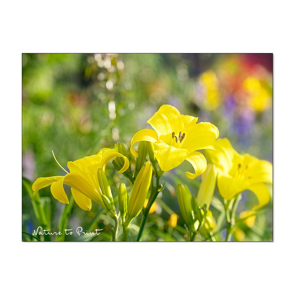 Pures Glück in Gelb Blumenbild auf Leinwand, Kunstdruck, Acrylglas, Alu, Kissen
