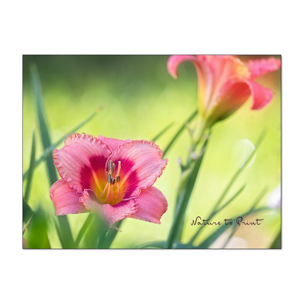 Eye Candy | Blumenbild auf Leinwand, Kunstdruck, FineArt-Print, Alu-Dibond oder Acrylglas
