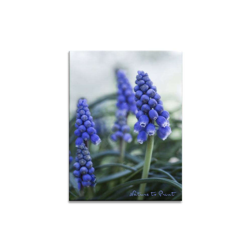 Blumenbild: Blaue Riesen