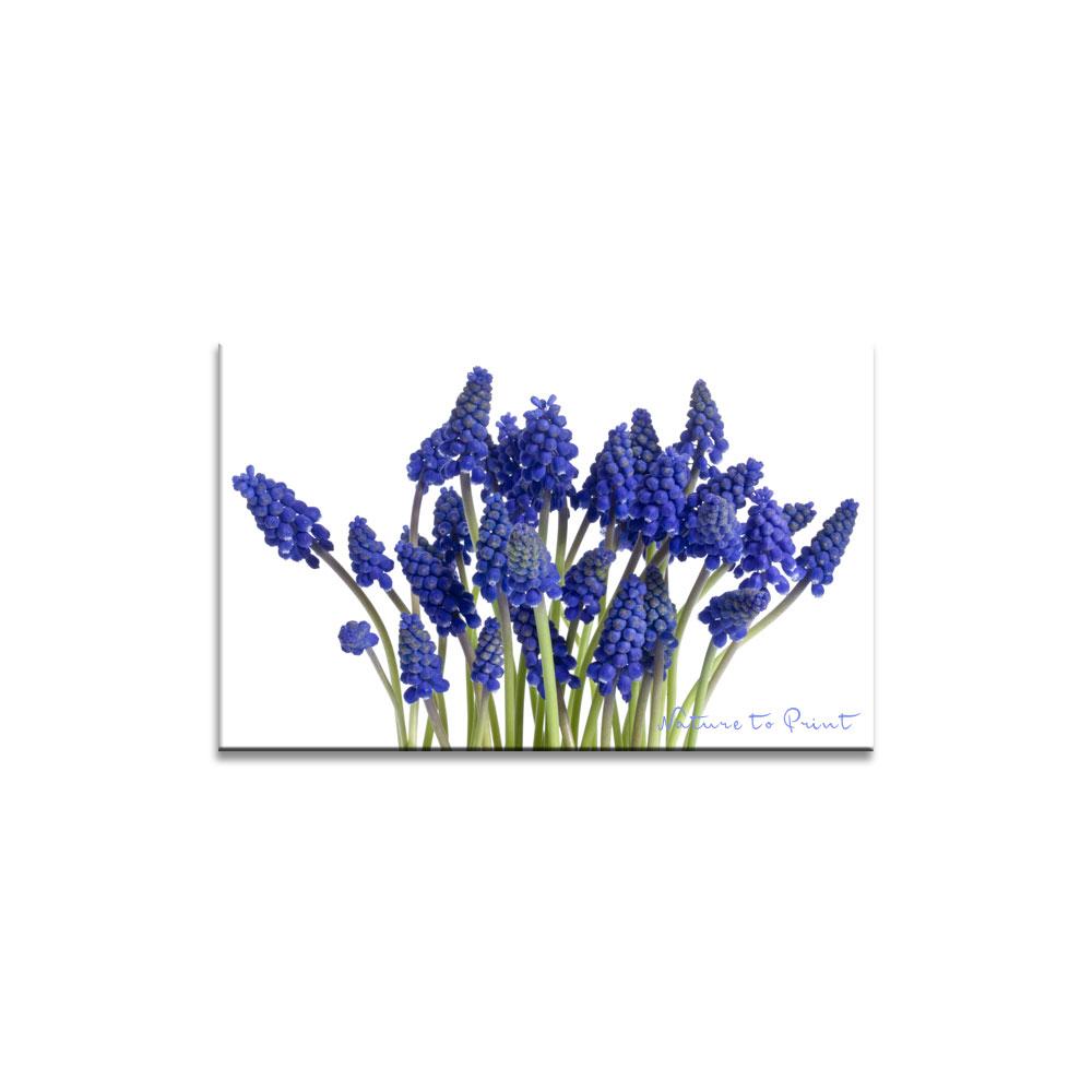 Blumen-Wandbild: Ein blaues Blütenmeer