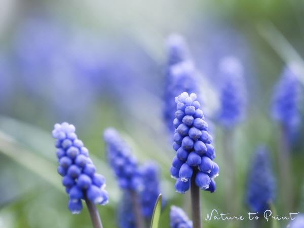 Blumenbild Blaues Frühlingswunder