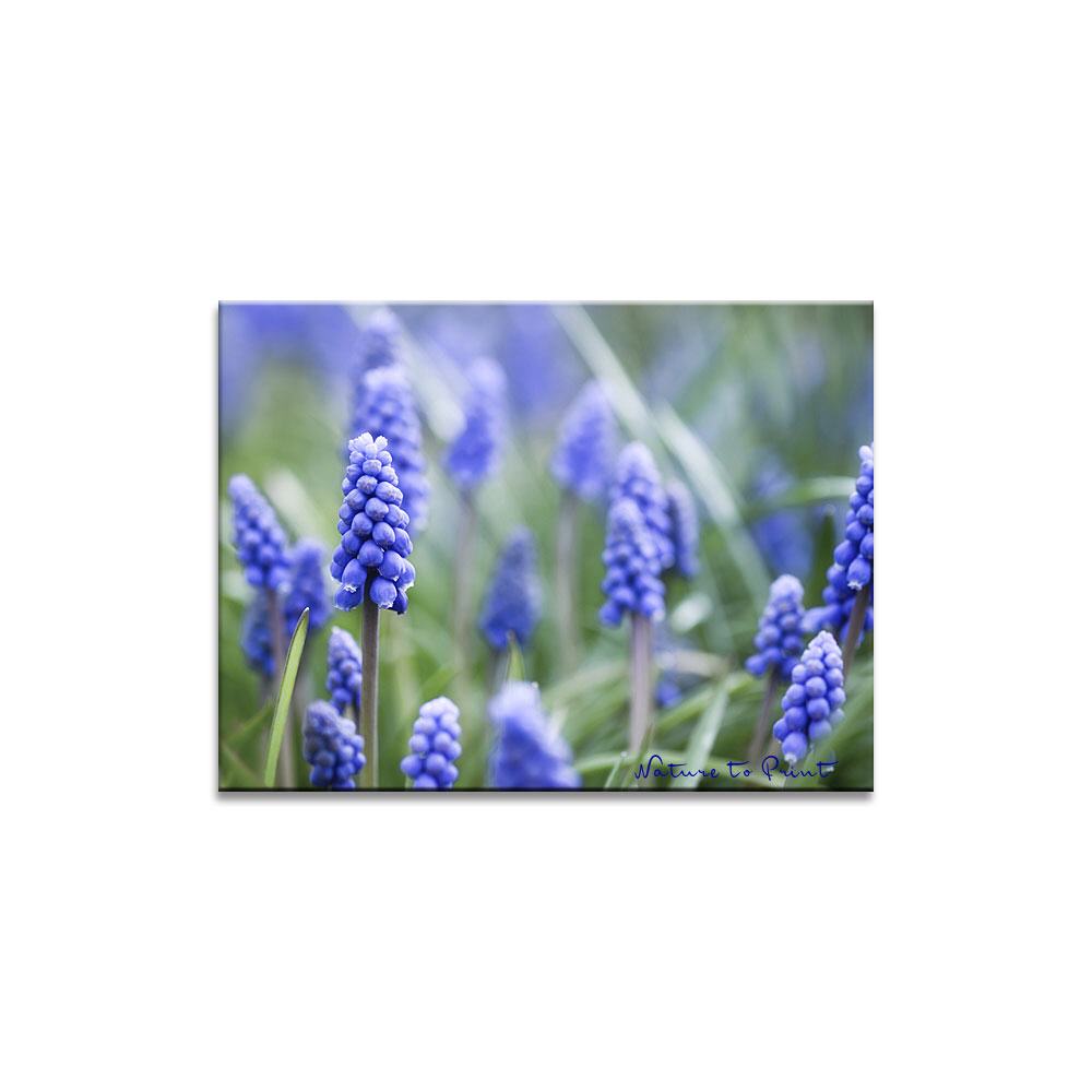 Blumenbild: Kleine blaue Wunderblumen