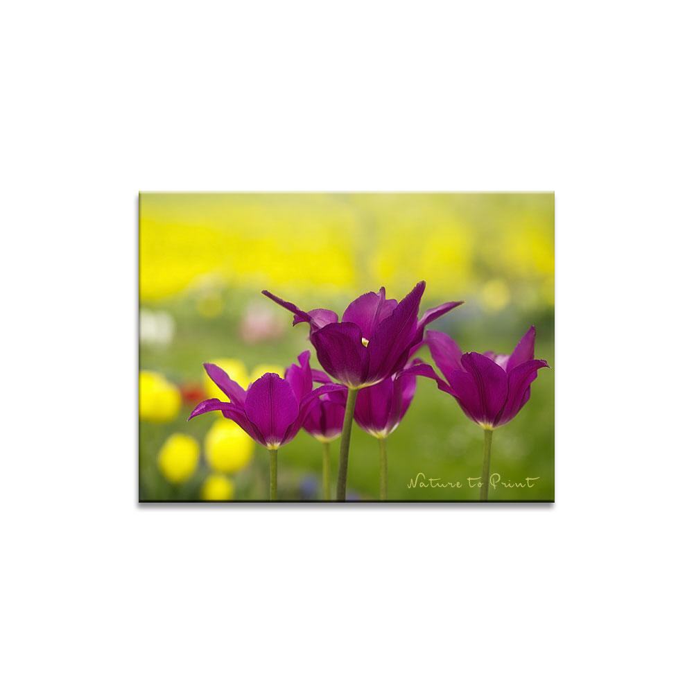 Purple Dream in Motion | Blumenbild auf Leinwand, Kunstdruck, FineArt, Acrylglas, Alu, Fototapete, Kissen