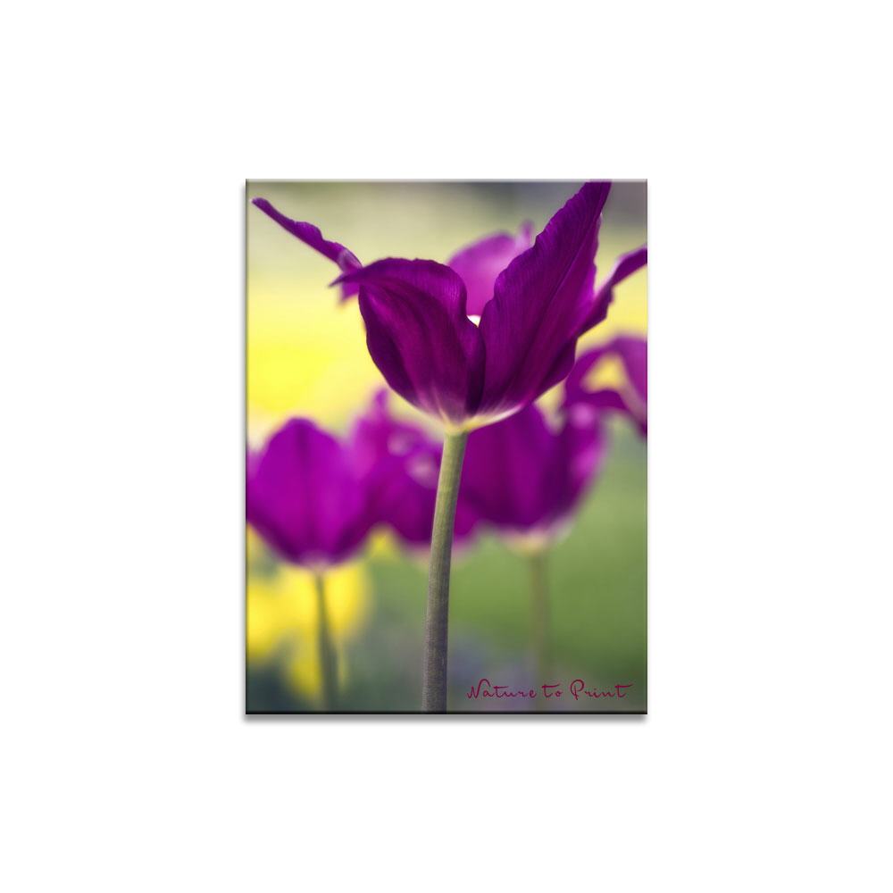 Purple Dream in Motion |  | Blumenbild auf Leinwand, Kunstdruck, FineArt, Acrylglas, Alu, Fototapete, Kissen