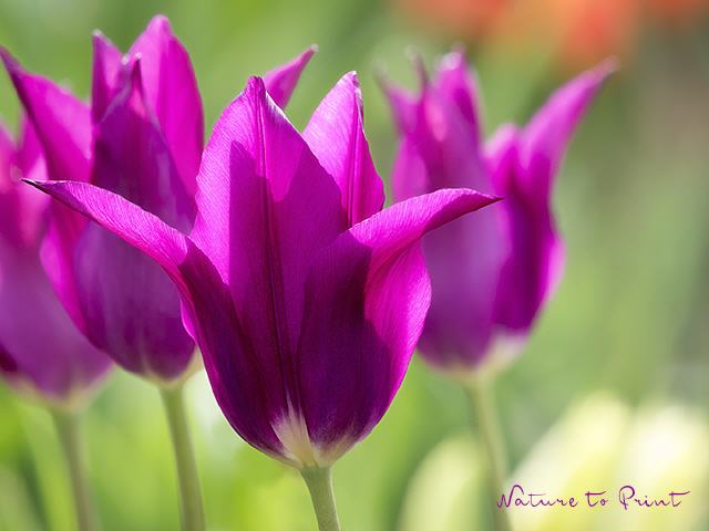 Blumenbild Vorfreude auf Purple Dream