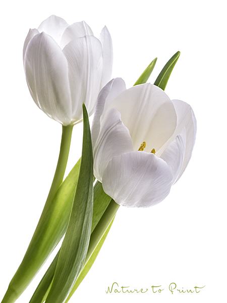 Tulpenbild White Tulips