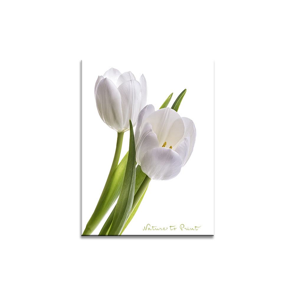 White Tulips  Blumenbild auf Leinwand, Kunstdruck oder FineArt
