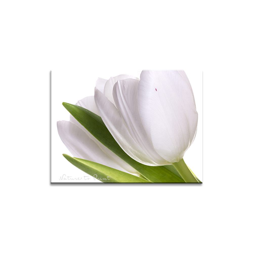 Two white Tulips  | Blumenbild auf Leinwand, Kunstdruck, FineArt, Acrylglas, Alu, Fototapete, Kissen