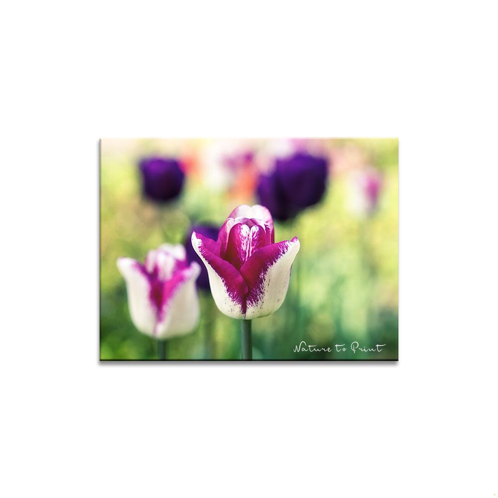 Tulpen aus dem Zauberkasten | Blumenbild auf Leinwand, Kunstdruck, Fototapete, FineArt