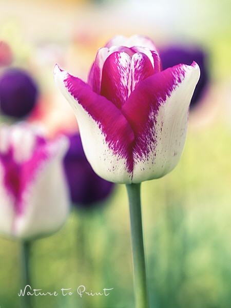 Blumenbild Tulpen aus dem Zauberkasten
