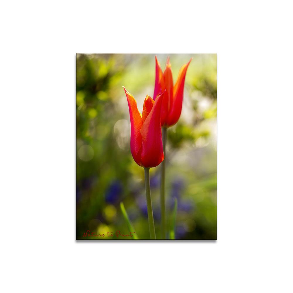 Tulpische Fackeln |  | Blumenbild auf Leinwand, Kunstdruck, FineArt, Acrylglas, Alu, Fototapete, Kissen