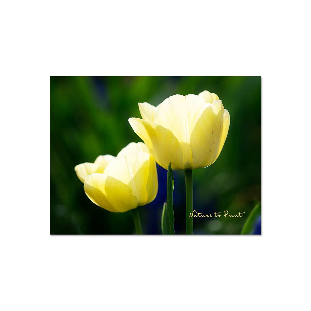 Zwei sonnengelbe Tulpen Blumenbild auf Leinwand, Kunstdruck oder FineArt
