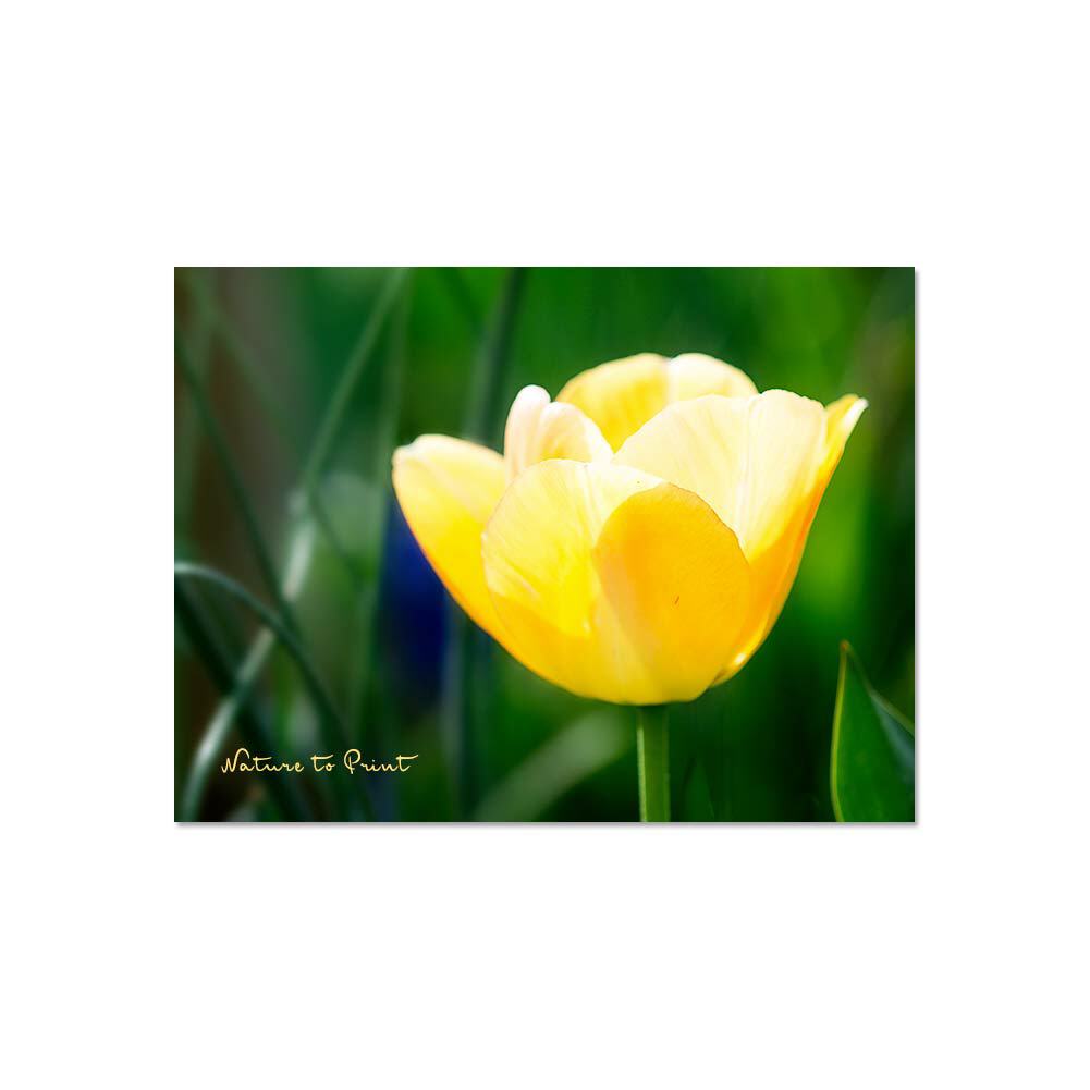 Sonnengelbe Tulpe Blumenbild auf Leinwand, Kunstdruck oder FineArt