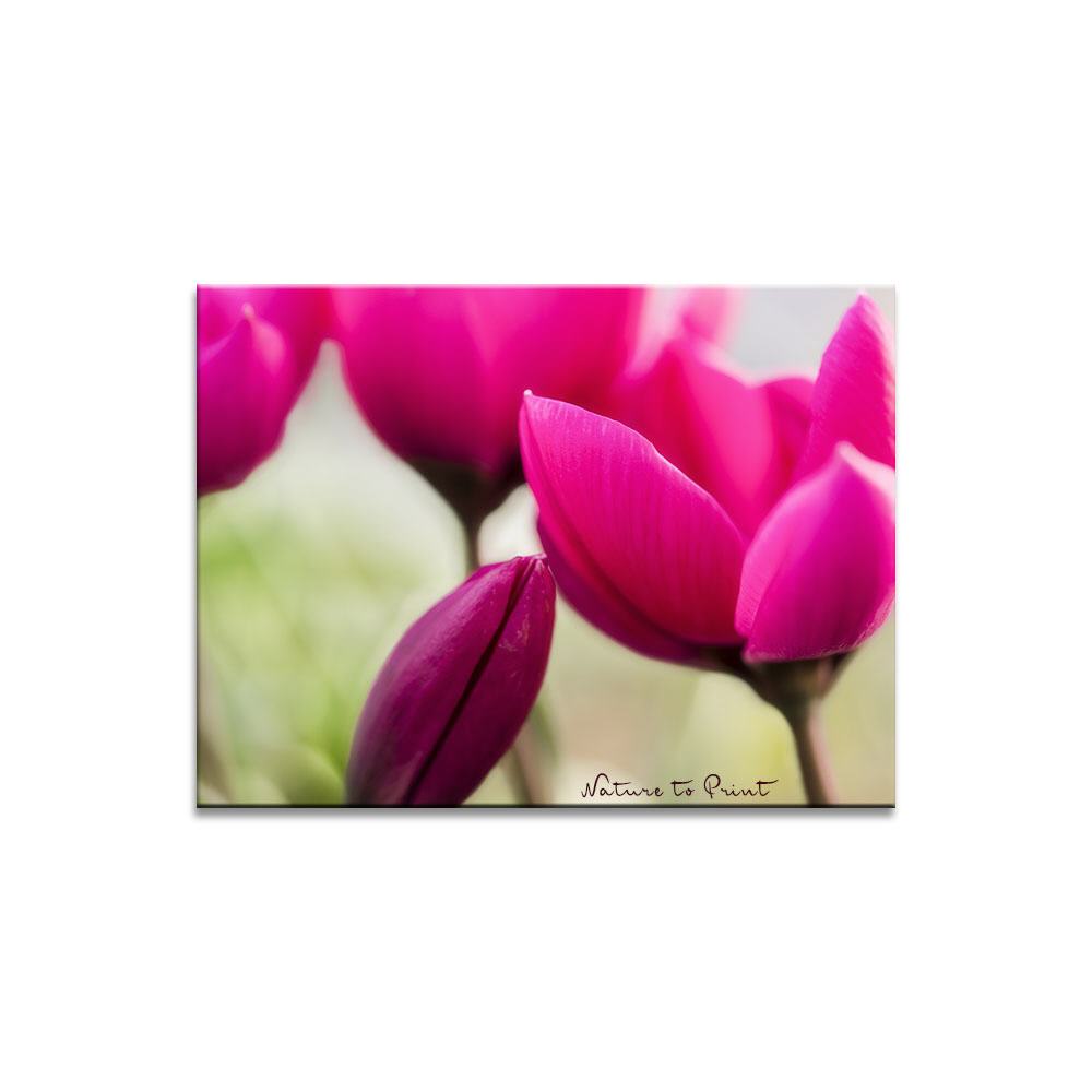 Himbeerrote Wildtulpe | Blumenbild auf Leinwand, Kunstdruck, Fototapete, FineArt