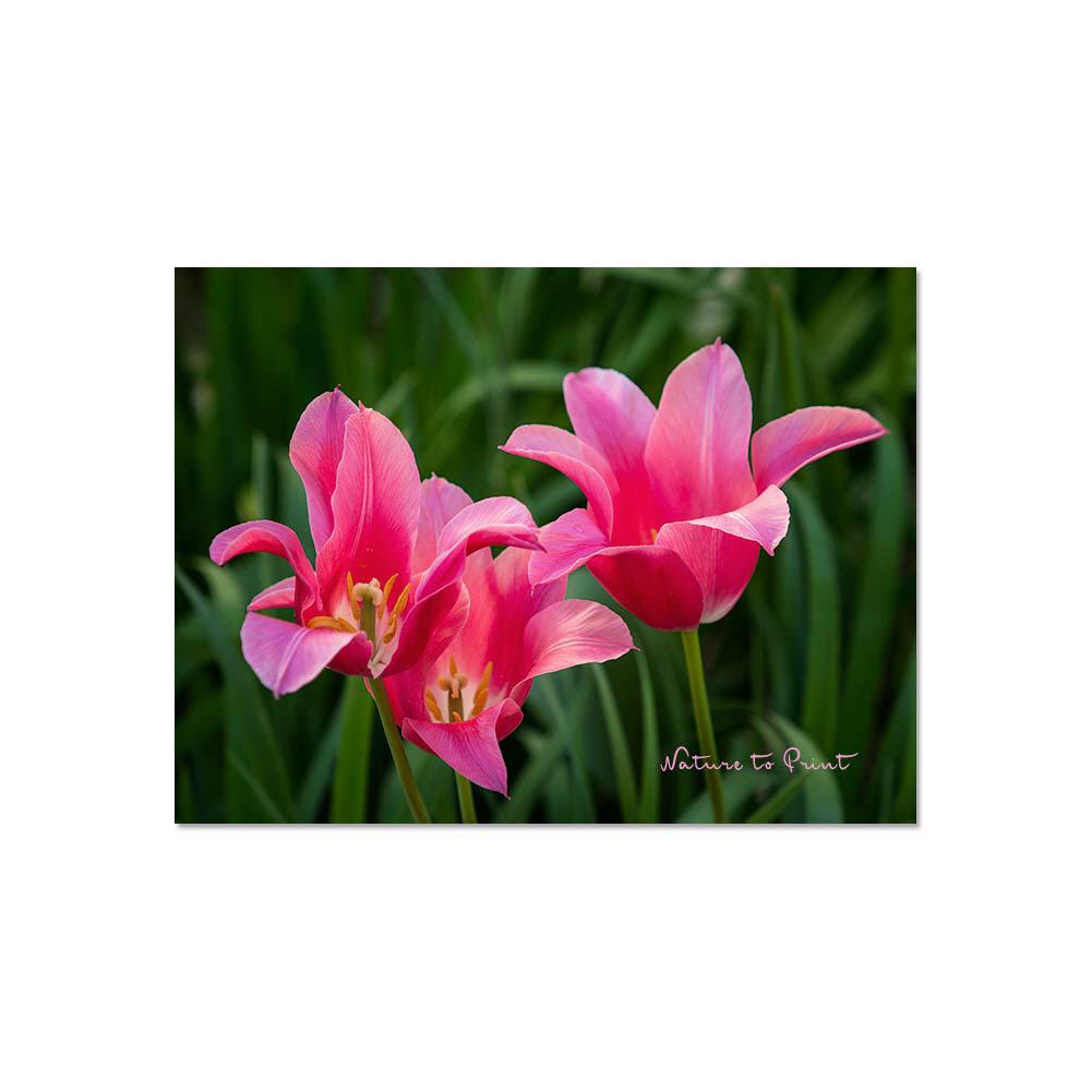 Drei pinke Tulpen | Blumenbild auf Leinwand, Kunstdruck, Fototapete, FineArt
