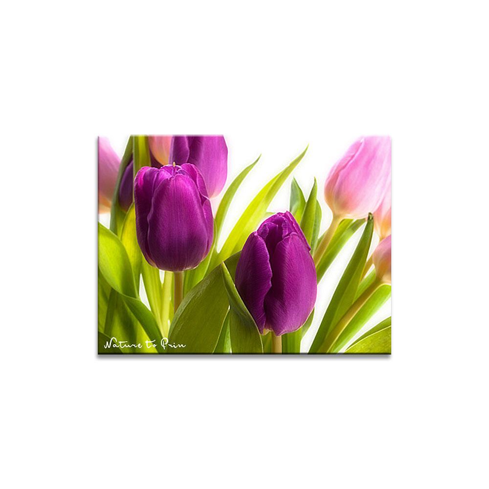 Rosaroter Tulpentraum | Blumenbild auf Leinwand, Kunstdruck, FineArt, Acrylglas, Alu, Fototapete, Kissen