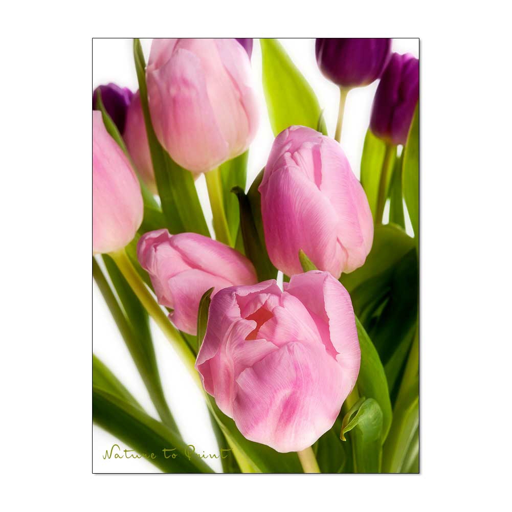 Zweifarbiger Tulpenstrauß | Blumenbild auf Leinwand, Kunstdruck, FineArt, Acrylglas, Alu, Fototapete, Kissen