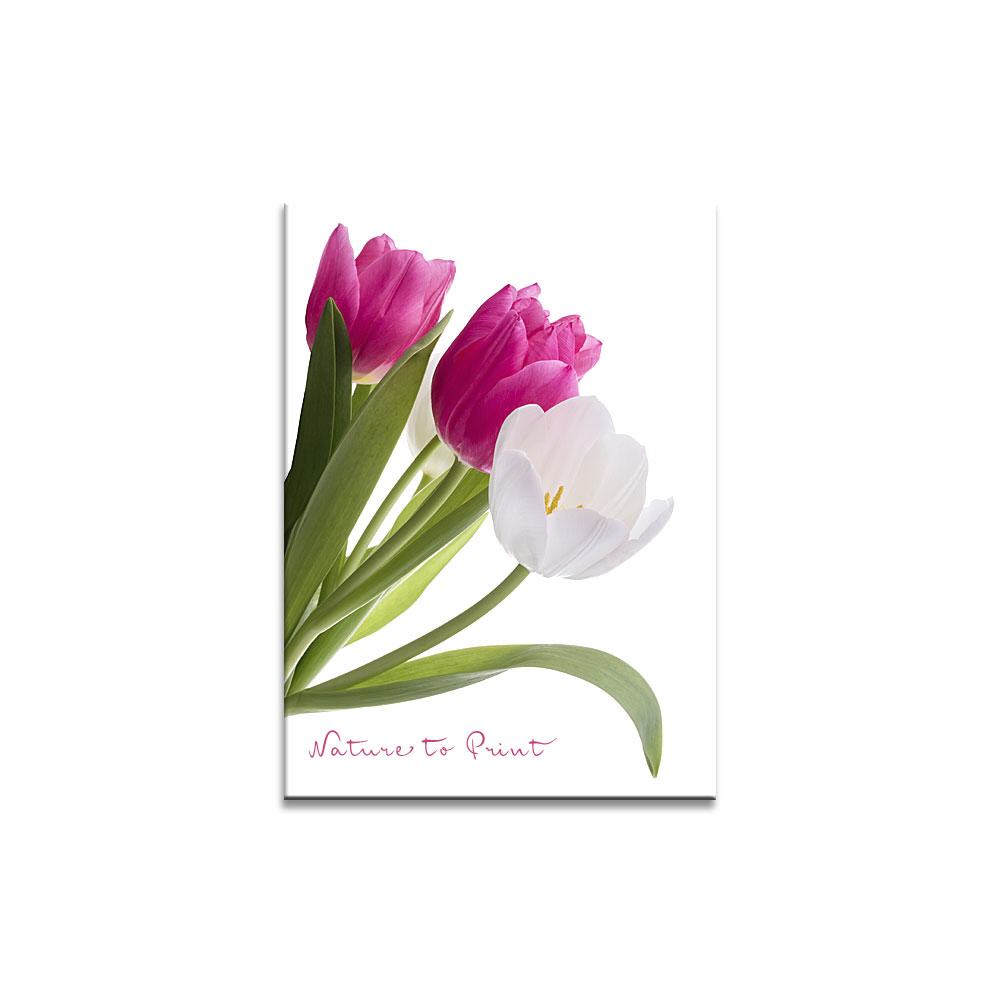 Tulpen in Pink und Weiß  Blumenbild auf Leinwand, Kunstdruck, Acrylglas, Alu, Kissen