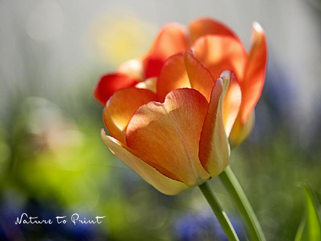 Blumenbild Flashed by a Tulip