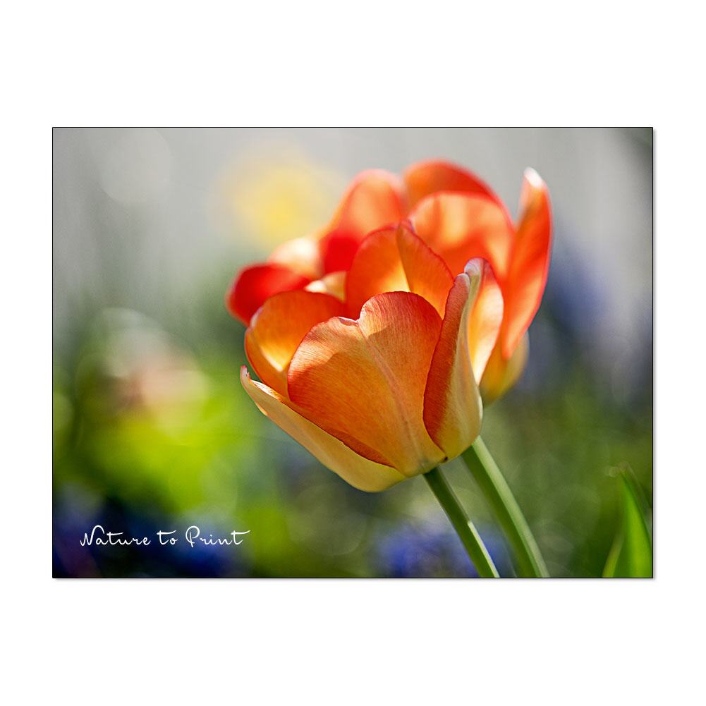 Flashed by a Tulip Blumenbild auf Leinwand, Kunstdruck, Acrylglas, Alu, Kissen