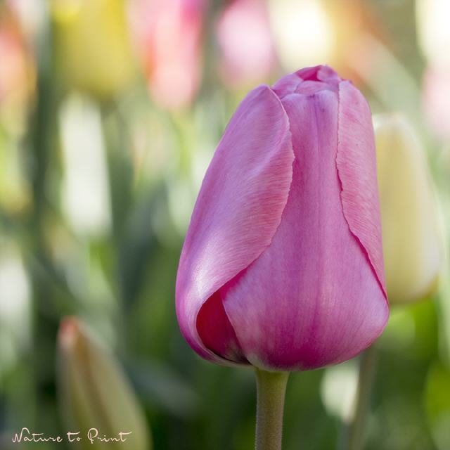 Tulpe in Pastell pflegeleichtes Kissen mit Inlett