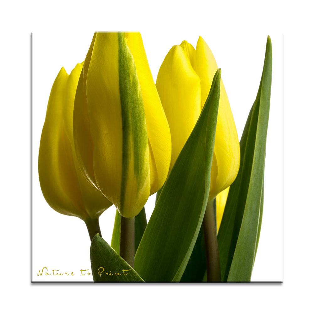 Drei gelbe Tulpen | Quadratisches Blumenbild auf Leinwand