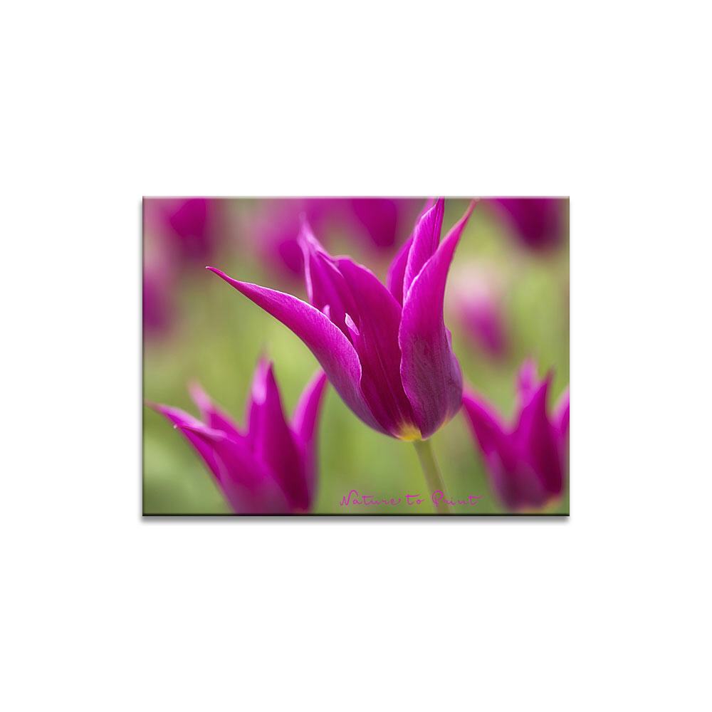 Purpurträger | Blumenbild auf Leinwand, Kunstdruck, FineArt, Acrylglas, Alu, Fototapete, Kissen