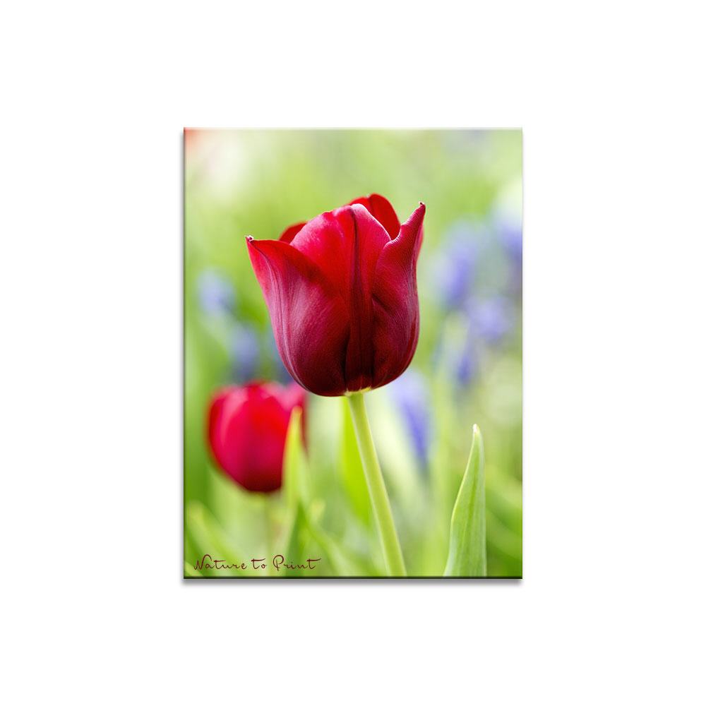 Tulpe Red Eve im Morgenlicht  | Blumenbild auf Leinwand, Kunstdruck, FineArt, Acrylglas, Alu, Fototapete, Kissen