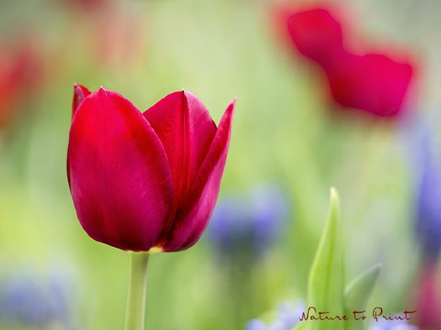 Blumenbild Scharlachrote Tulpen, quer