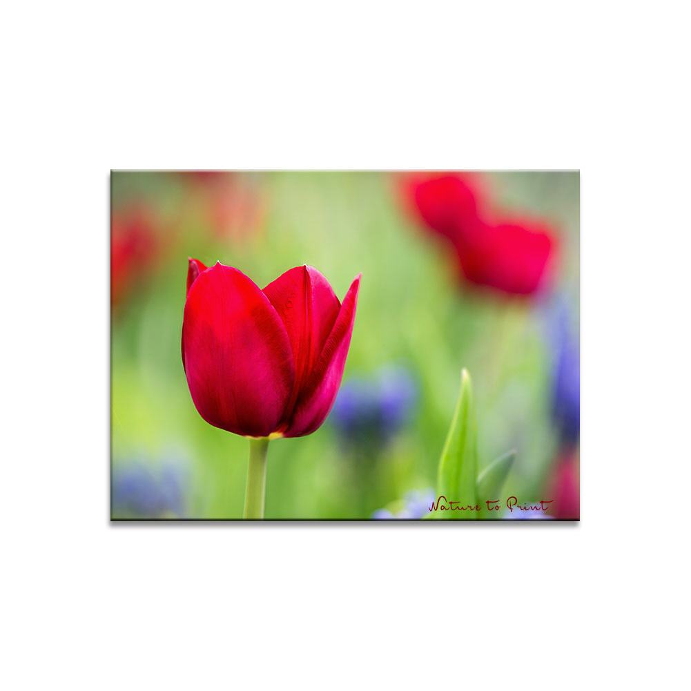 Scharlachrote Tulpen  Blumenbild auf Leinwand, Kunstdruck oder FineArt