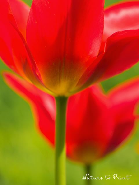Blumenbild Rote Wildtulpen